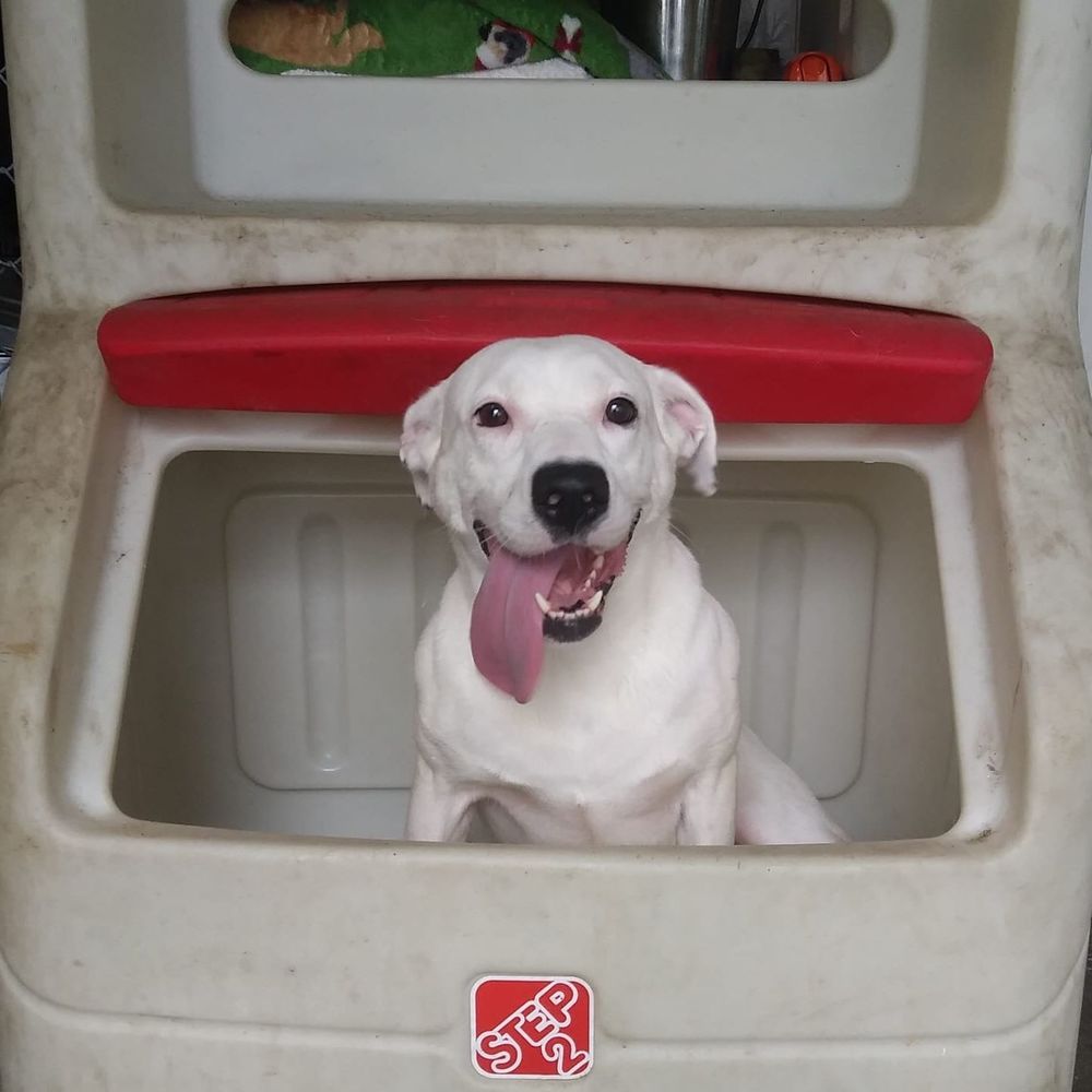 Meet your Posher, Molly